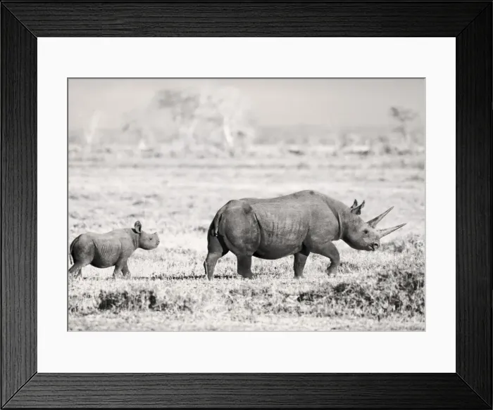 Framed Print : Black Rhino / Hook-lipped Rhinoceros - with calf - Amboseli National Park, Kenya Framed Print : Black Rhino / Hook-lipped Rhinoceros - with calf - Amboseli National Park, Kenya