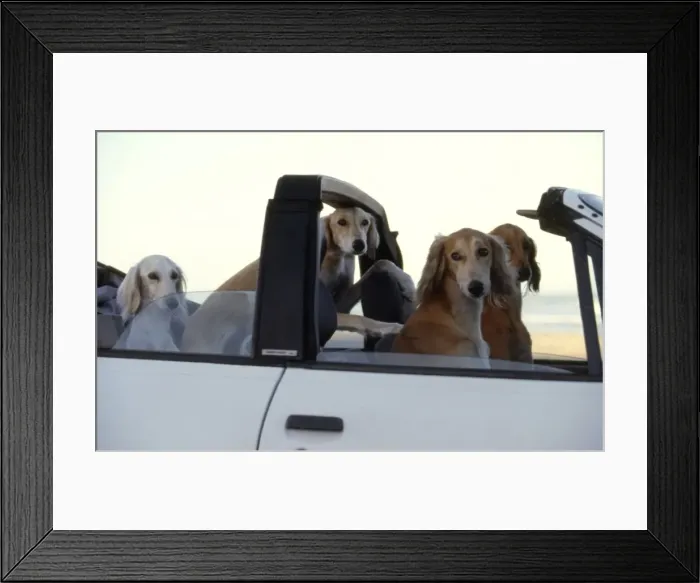 Framed Print : Whippets in Car CRH 945 Disciplined whippets await the return of their owner Cape Town, South Africa © Chris Harvey / ardea. com Framed Print : Whippets in Car CRH 945 Disciplined whippets await the return of their owner Cape Town, South Africa © Chris Harvey / ardea. com