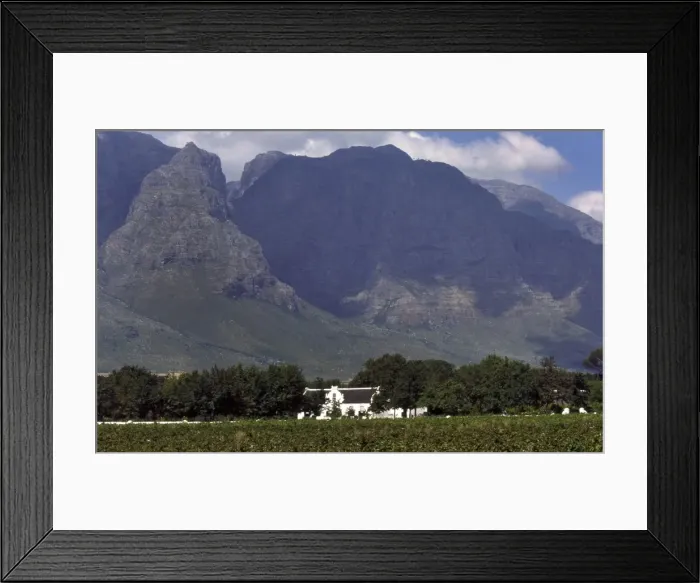 Framed Print : Stellenbosch Wine Estate CRH 954 Cape wine region, South Africa © Chris Harvey / ardea. com Framed Print : Stellenbosch Wine Estate CRH 954 Cape wine region, South Africa © Chris Harvey / ardea. com