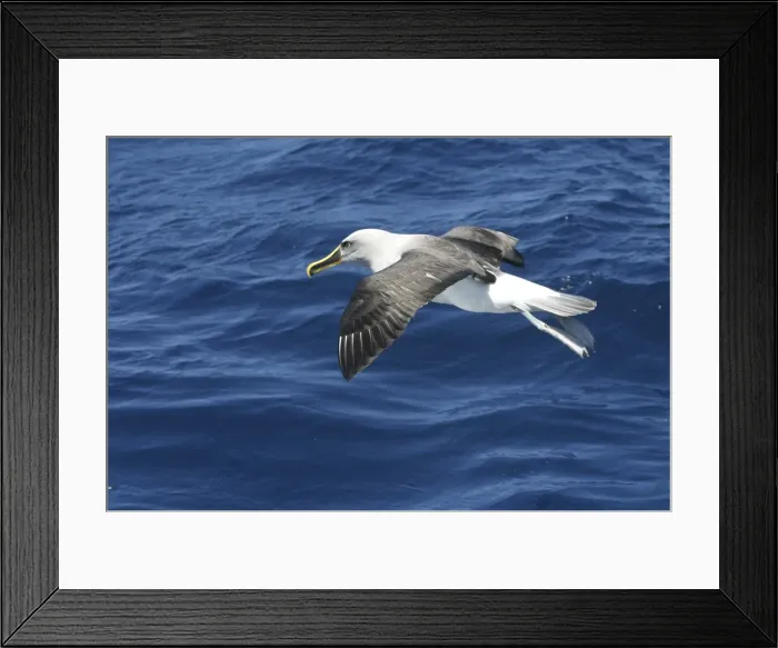 Framed Print : Buller's Albatross - in flight - East coast of Tasmania, Australia Framed Print : Buller's Albatross - in flight - East coast of Tasmania, Australia