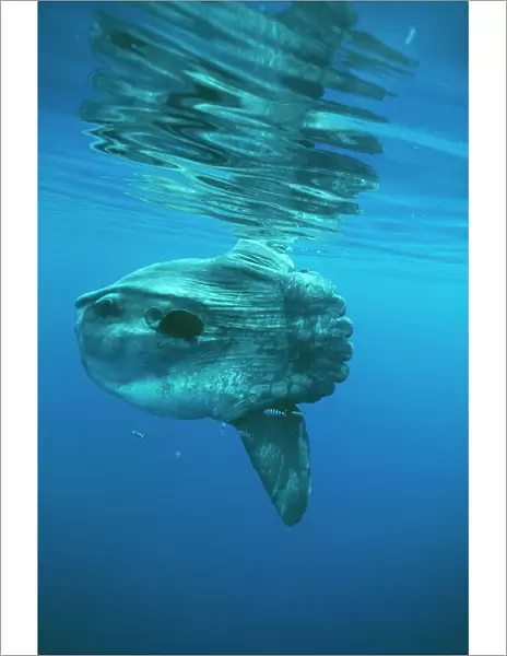 Ocean Sunfish DSE 36 North Atlantic Ocean Mola mola © Douglas David Seifert  /  ardea. com