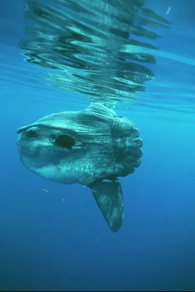 Ocean Sunfish DSE 36 North Atlantic Ocean Mola mola © Douglas David Seifert  /  ardea. com