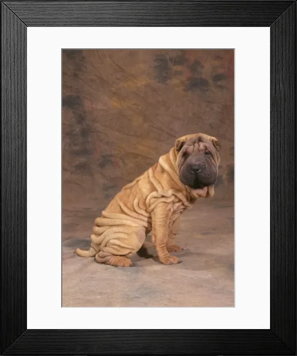 Framed Print : Shar Pei Dog JD 16595 © John Daniels / ardea. com Framed Print : Shar Pei Dog JD 16595 © John Daniels / ardea. com