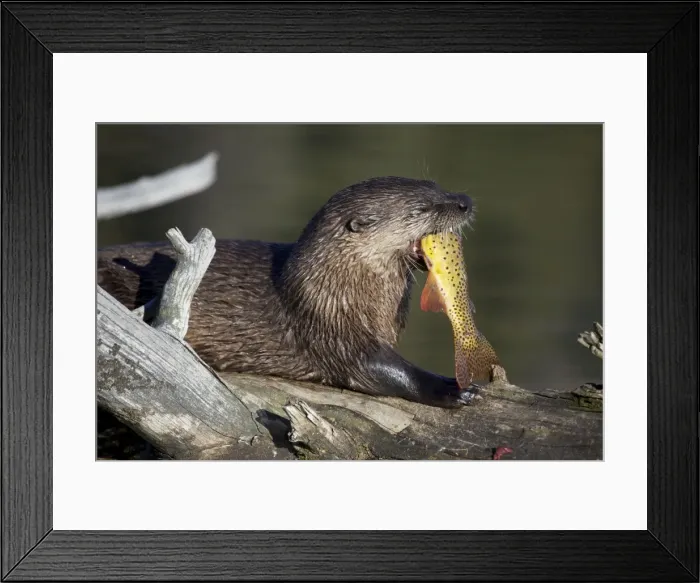 Framed Print : River Otter - eating Cutthroat Trout - Wyoming - USA Framed Print : River Otter - eating Cutthroat Trout - Wyoming - USA