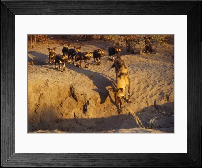 Framed Print : Wild Dog - alpha female inspects the new den site - followed by pups Framed Print : Wild Dog - alpha female inspects the new den site - followed by pups
