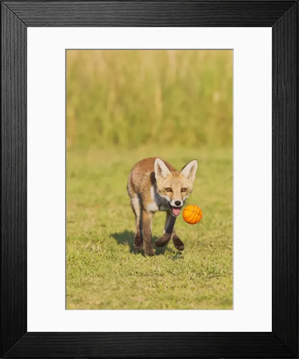 Framed Print : Red Fox - cub running after ball - controlled conditions 14322 Framed Print : Red Fox - cub running after ball - controlled conditions 14322