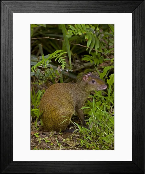 Framed Print : Central American Agouti - Rodent - Tropical Rainforest - Costa Rica Framed Print : Central American Agouti - Rodent - Tropical Rainforest - Costa Rica