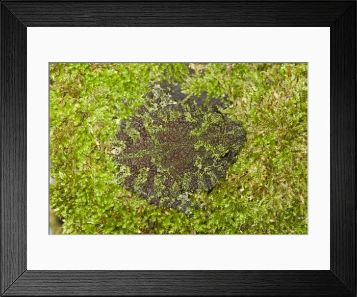 Framed Print : Vietnamese Mossy Frog - camouflaged in moss - controlled conditions 14495 Framed Print : Vietnamese Mossy Frog - camouflaged in moss - controlled conditions 14495