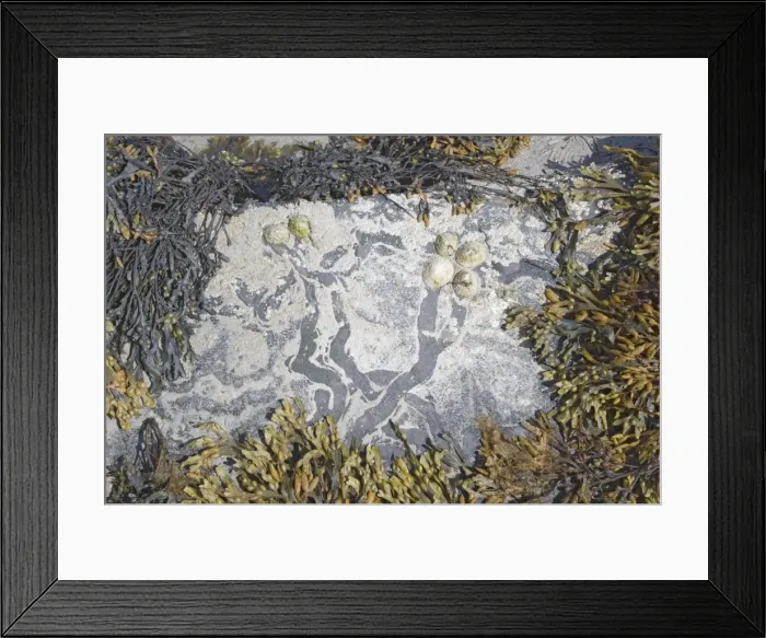 Framed Print : Common Limpets - showing feeding paths on rocks at low tide - Barray - Orkney IN000910