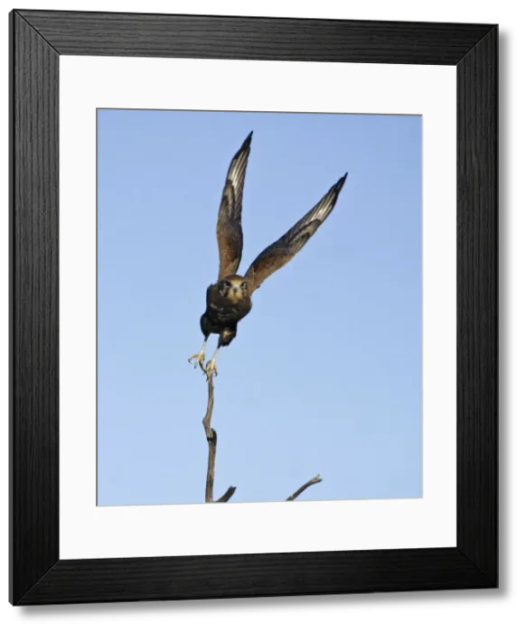 Framed Print : Brown Falcon - in flight - Near Alice Springs, N. T. Australia Framed Print : Brown Falcon - in flight - Near Alice Springs, N. T. Australia