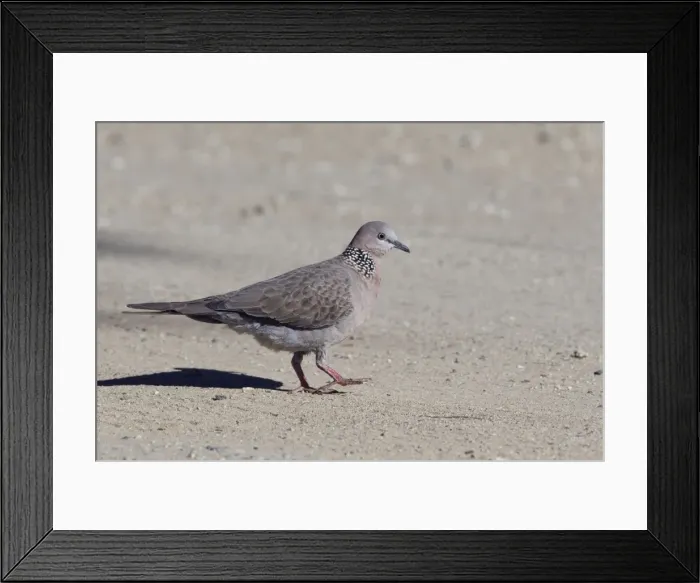 Framed Print : Spotted Turtle-Dove / Spotted Dove - in Olive Pink Botanic Gardens, Alice Springs, Northern Territory, Australia Framed Print : Spotted Turtle-Dove / Spotted Dove - in Olive Pink Botanic Gardens, Alice Springs, Northern Territory, Australia