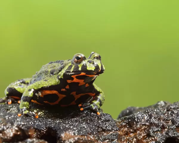 Fire Bellied Toad - showing red underside 15326