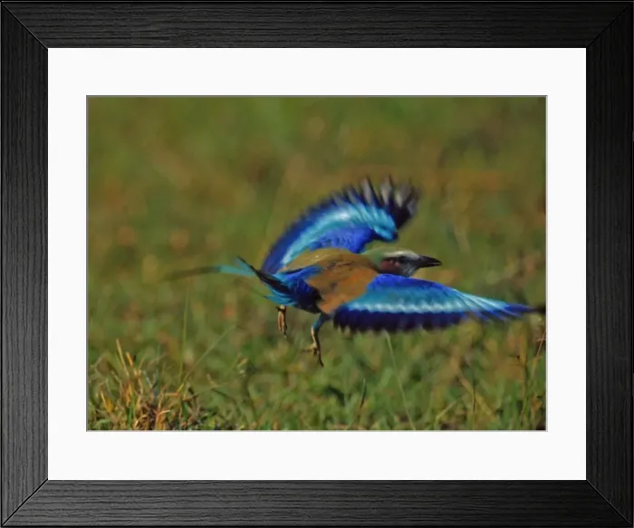 Framed Print : Lilac-breasted Roller CRH 988 In flight - Okavango, Botswana Coracias caudata © Chris Harvey / ardea. com Framed Print : Lilac-breasted Roller CRH 988 In flight - Okavango, Botswana Coracias caudata © Chris Harvey / ardea. com