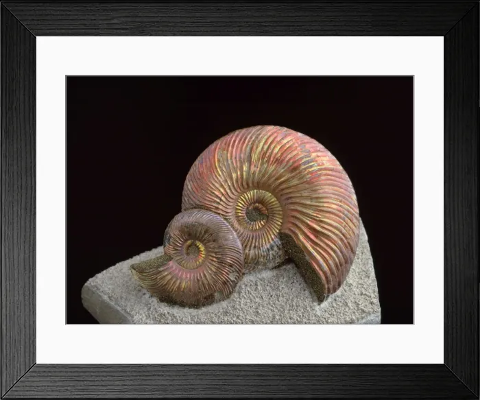 Framed Print : Fossil - Amonite 4cm diameter. Mid Jurassic. Saratov Region, Russia Framed Print : Fossil - Amonite 4cm diameter. Mid Jurassic. Saratov Region, Russia