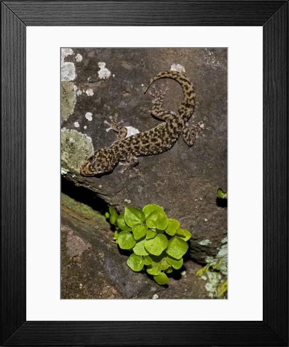 Framed Print : Yellow-bellied Gecko - Santa Rosa National Park - Tropical dry forest - Costa Rica