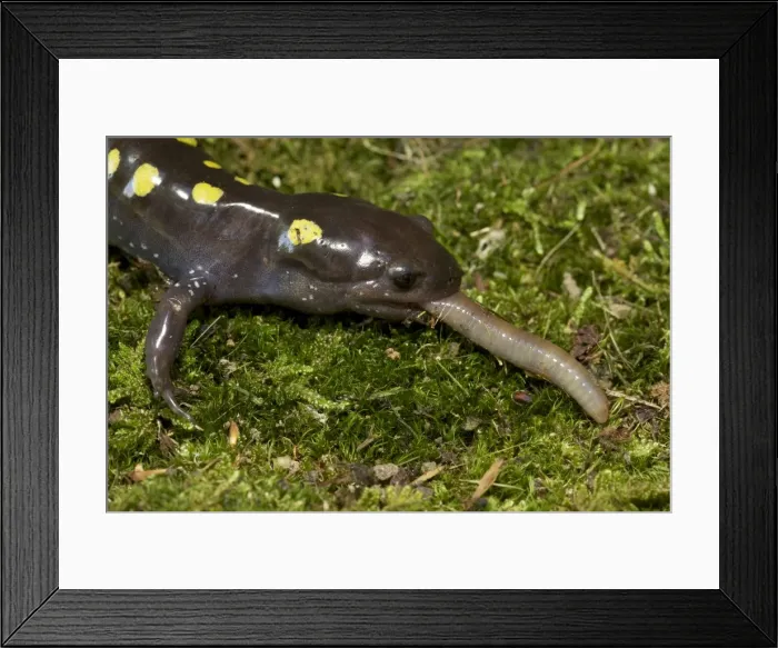 Framed Print : Spotted Salamander - eating a Worm - New York - USA Framed Print : Spotted Salamander - eating a Worm - New York - USA