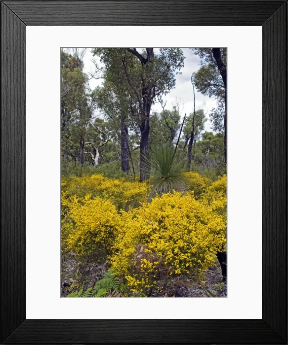 Framed Print : Prickly Moses - Boranup Forest, Leeuwin-Naturaliste National Park, Western Australia Framed Print : Prickly Moses - Boranup Forest, Leeuwin-Naturaliste National Park, Western Australia