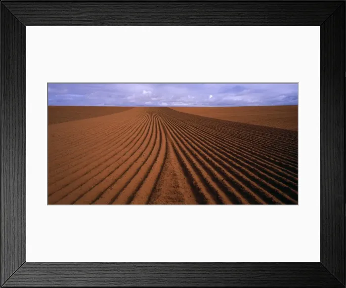 Framed Print : Wheat Field JLR 70 Malley region north west Victoria, Australia © Jean-Marc La-Roque / ardea. com Framed Print : Wheat Field JLR 70 Malley region north west Victoria, Australia © Jean-Marc La-Roque / ardea. com