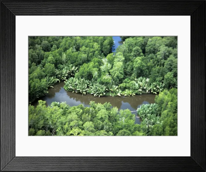 Framed Print : Nipa Palm - and Mangroves - Gulf District - Papua New Guinea Framed Print : Nipa Palm - and Mangroves - Gulf District - Papua New Guinea