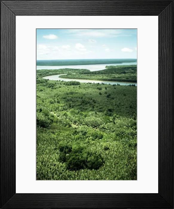 Framed Print : Nipa Palm - swampland - Purari Delta - Papua New Gunea Framed Print : Nipa Palm - swampland - Purari Delta - Papua New Gunea