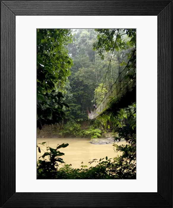 Framed Print : Suspension bridge over river Danum in a rainy day; primary rainforest of river Danum Conservation Area, Sabah, Borneo, Malaysia; June. Ma39. 3295 Framed Print : Suspension bridge over river Danum in a rainy day; primary rainforest of river Danum Conservation Area, Sabah, Borneo, Malaysia; June. Ma39. 3295