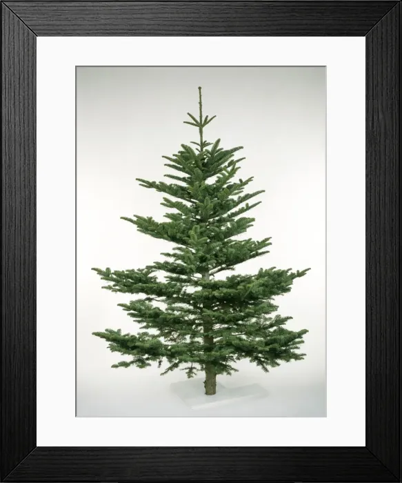 Framed Print : Cristmas Tree - Noble Fir variety Framed Print : Cristmas Tree - Noble Fir variety