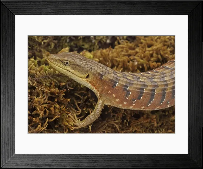 Framed Print : Southern Alligator Lizard - close-up of head - Oregon - USA - Native to the pacific coast of North America Framed Print : Southern Alligator Lizard - close-up of head - Oregon - USA - Native to the pacific coast of North America