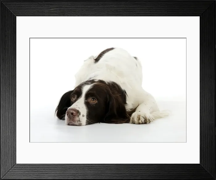 Framed Print : DOG - English springer spaniel laying down Framed Print : DOG - English springer spaniel laying down