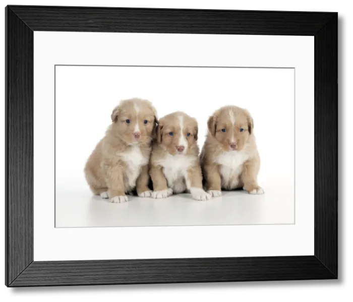 Framed Print : DOG - Nova scotia duck tolling retriever puppies sitting together (6 weeks) Framed Print : DOG - Nova scotia duck tolling retriever puppies sitting together (6 weeks)
