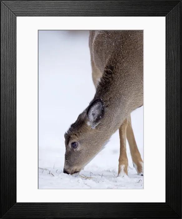 Framed Print : White-tailed Deer - in winter snow - New York - USA Framed Print : White-tailed Deer - in winter snow - New York - USA