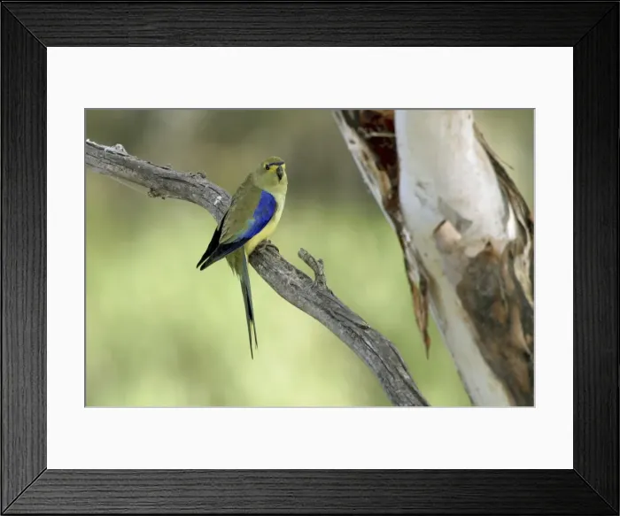 Framed Print : Blue-winged Parrot - Peter Murrell Reserve - Hobart, Tasmania, Australia Framed Print : Blue-winged Parrot - Peter Murrell Reserve - Hobart, Tasmania, Australia