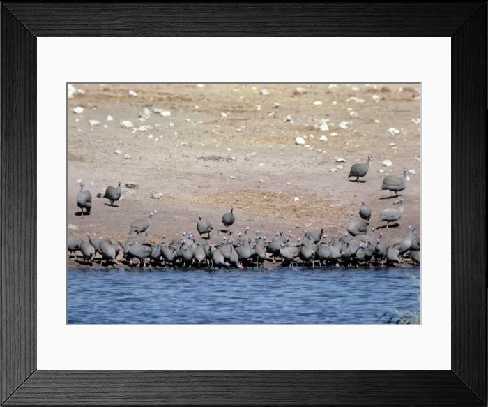 Framed Print : Crowned Guinea Fowls - drinking