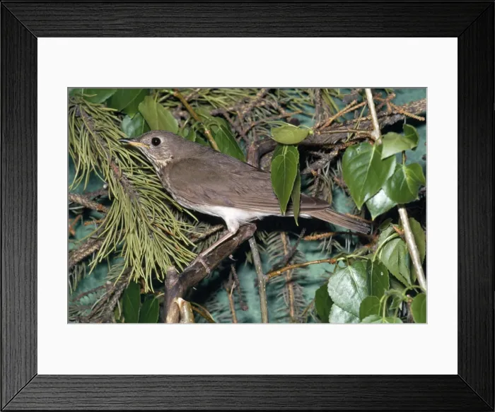 Framed Print : Grey-cheeked Thrush Framed Print : Grey-cheeked Thrush