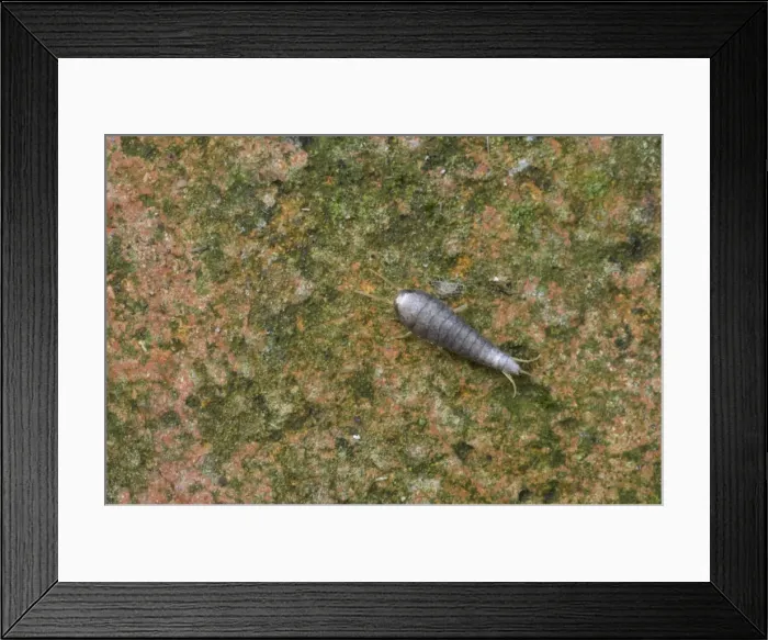 Framed Print : Silverfish - Essex, UK IN000752 Framed Print : Silverfish - Essex, UK IN000752