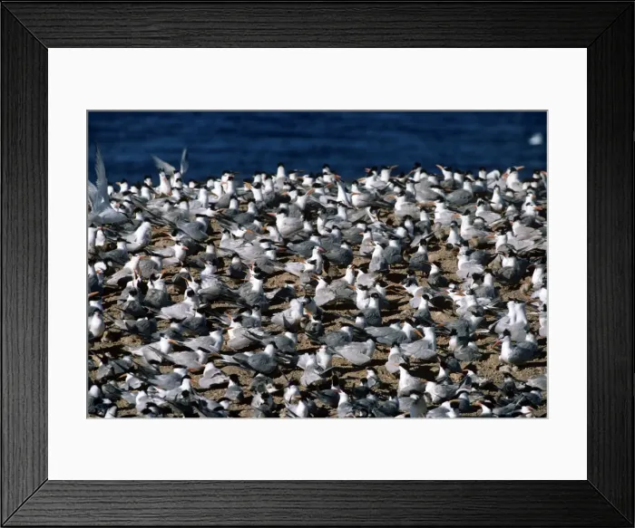 Framed Print : Royal Tern - colony Framed Print : Royal Tern - colony