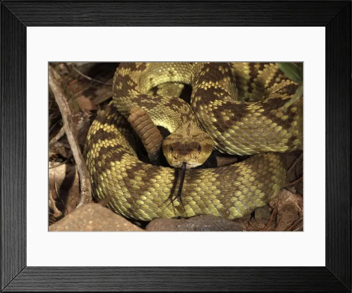 Framed Print : Black-tailed Rattlesnake - smelling or tasting the air with its tongue - Chiricahua Mountains - Arizona - USA - Distribution: Texas -New Mexico and Arizona into central Mexico Framed Print : Black-tailed Rattlesnake - smelling or tasting the air with its tongue - Chiricahua Mountains - Arizona - USA - Distribution: Texas -New Mexico and Arizona into central Mexico
