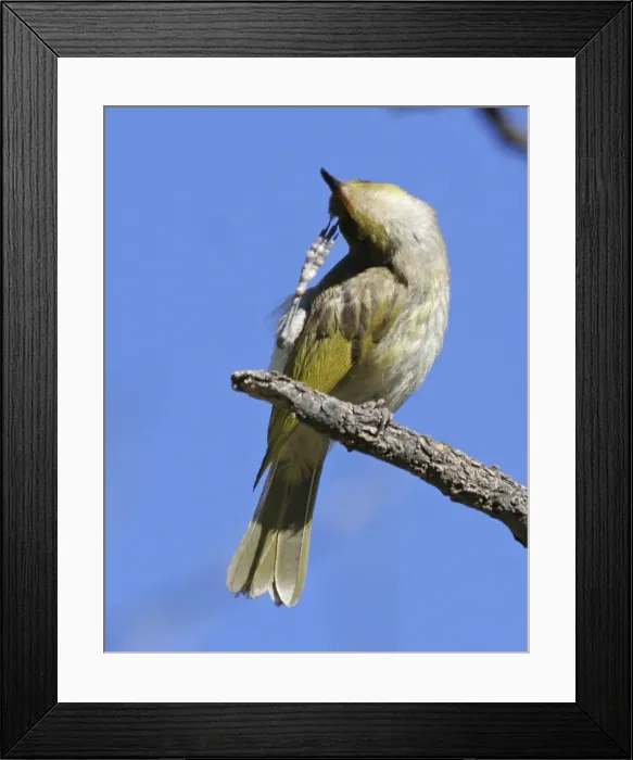 Framed Print : Brown Honeyeater - scratching - Ormiston Gorge, West MacDonnell National Park, Nthn Territory, Australia Framed Print : Brown Honeyeater - scratching - Ormiston Gorge, West MacDonnell National Park, Nthn Territory, Australia