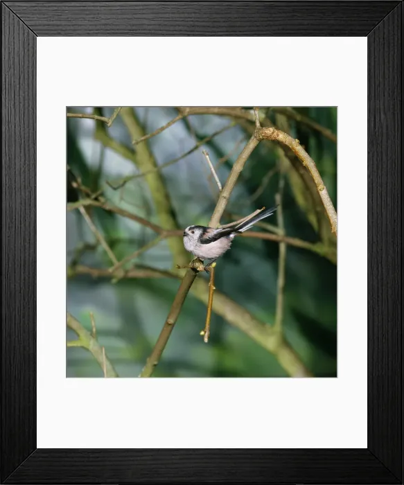 Framed Print : Long-tailed Tit JAB 3031 Aegithalos caudatus © Jack Bailey / ardea. com Framed Print : Long-tailed Tit JAB 3031 Aegithalos caudatus © Jack Bailey / ardea. com