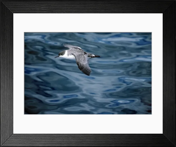 Framed Print : Greater Shearwater Framed Print : Greater Shearwater