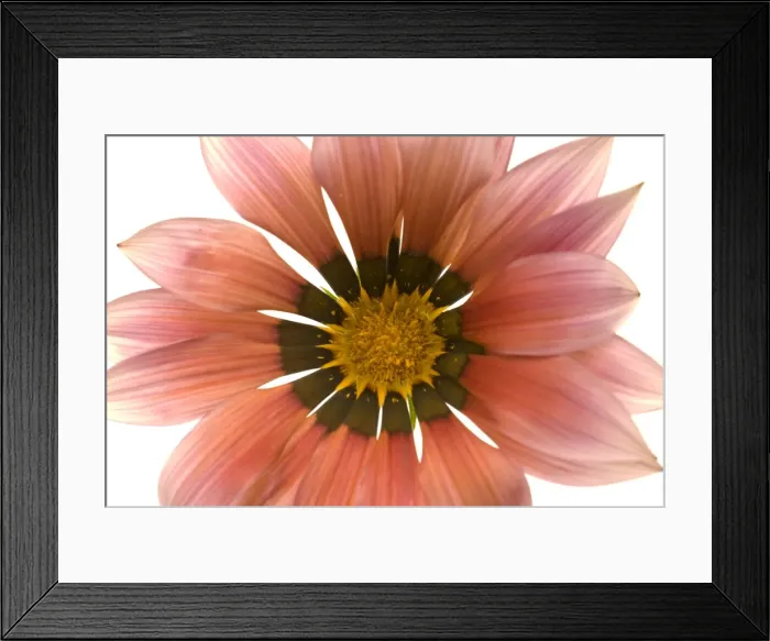 Framed Print : Gazania Flower - on white background Framed Print : Gazania Flower - on white background