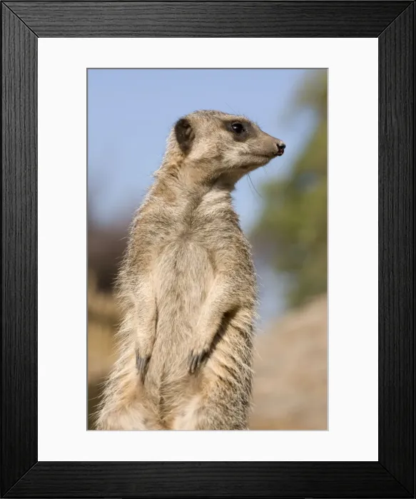 Framed Print : Meerkat / Suricate Framed Print : Meerkat / Suricate