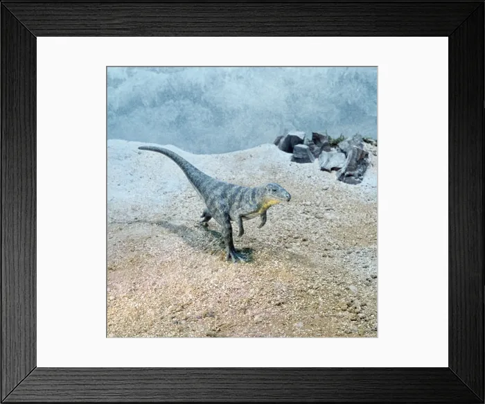 Framed Print : Euparkeria - Prehistoric Reconstruction, Triassic period. Length 1 m. sprints on hind legs Framed Print : Euparkeria - Prehistoric Reconstruction, Triassic period. Length 1 m. sprints on hind legs