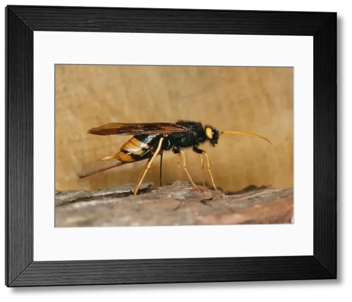 Framed Print : Wood Wasp  /  Horntail JLMO 2373 Laying eggs Urocerus gigas © John Mason  /  ardea. com