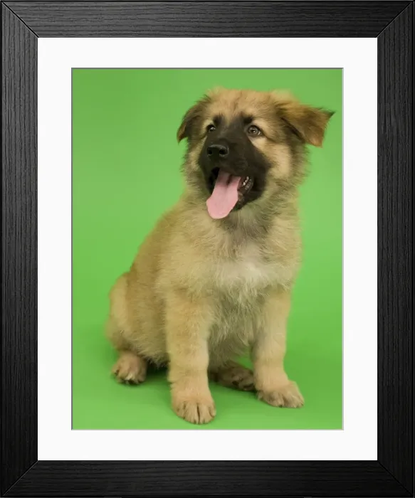 Framed Print : Dog - German Shepherd puppy - with open mouth Framed Print : Dog - German Shepherd puppy - with open mouth