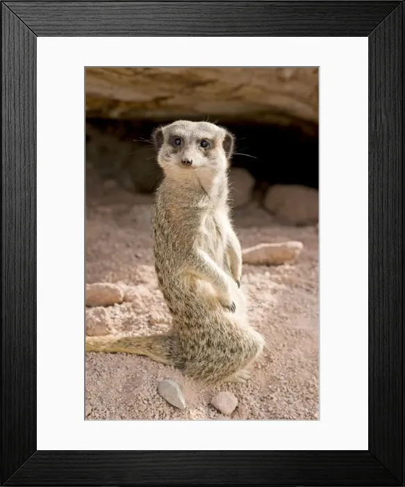 Framed Print : Meerkat / Suricarte Framed Print : Meerkat / Suricarte