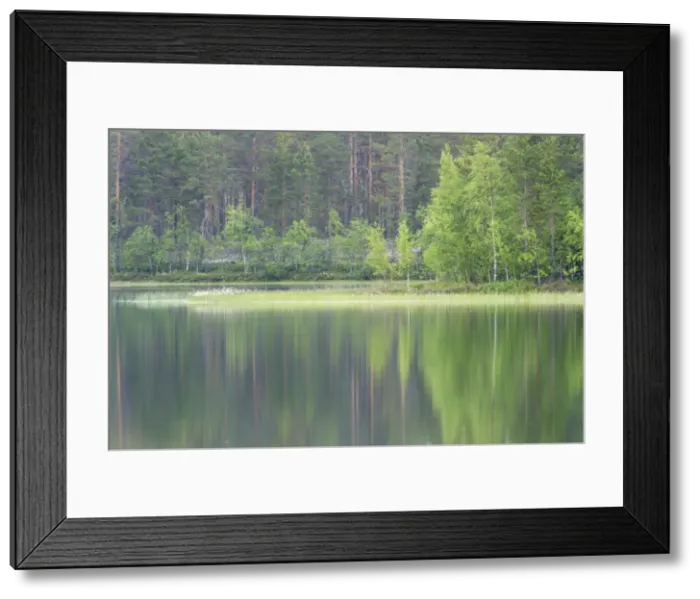 Framed Print : Lake and Reflected Forest - Finland LA003435 Framed Print : Lake and Reflected Forest - Finland LA003435