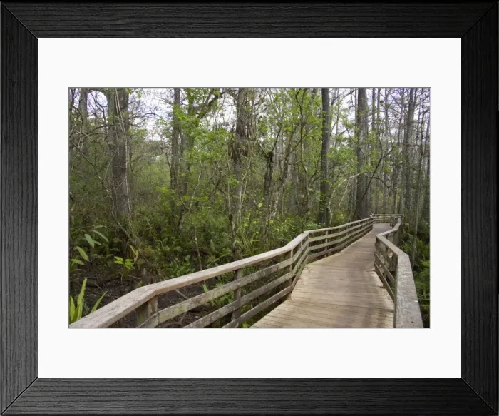 Framed Print : Boardwalk, Corkscrew Swamp Sanctuary, Forida, USA LA000030 Framed Print : Boardwalk, Corkscrew Swamp Sanctuary, Forida, USA LA000030