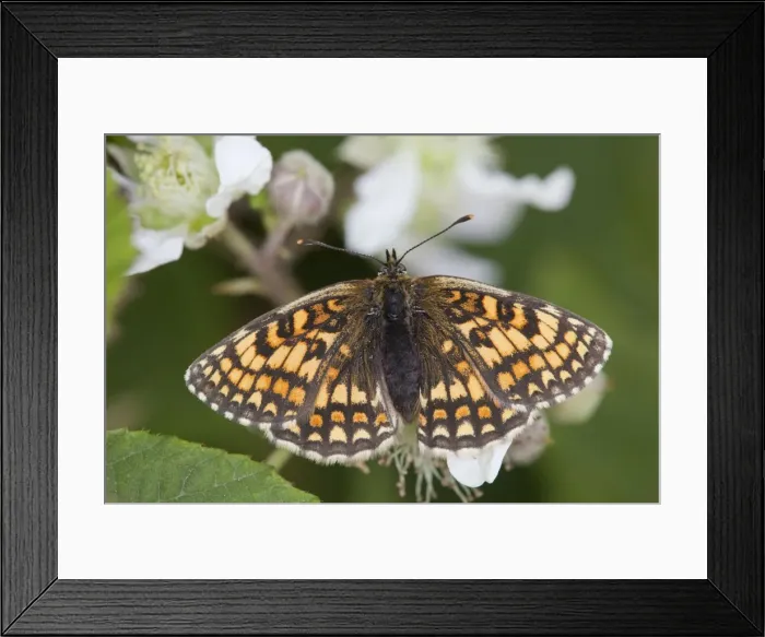 Framed Print : Heath Fritillary Butterfly - on bramble - UK Framed Print : Heath Fritillary Butterfly - on bramble - UK