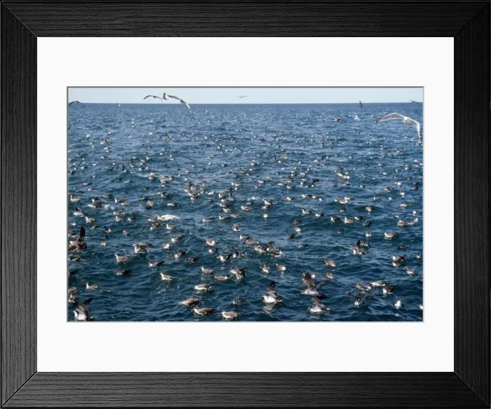 Framed Print : Great / Greater Shearwater Framed Print : Great / Greater Shearwater