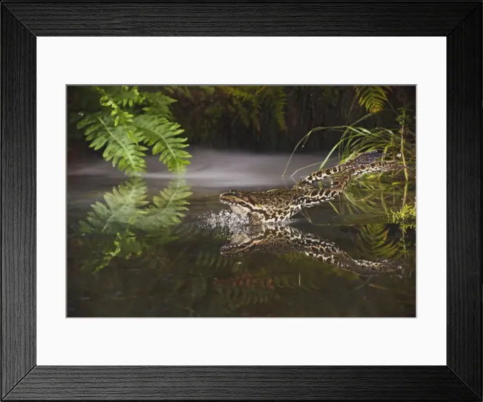 Framed Print : Marsh Frog - jumping into misty pond - controlled conditions 14920 Framed Print : Marsh Frog - jumping into misty pond - controlled conditions 14920